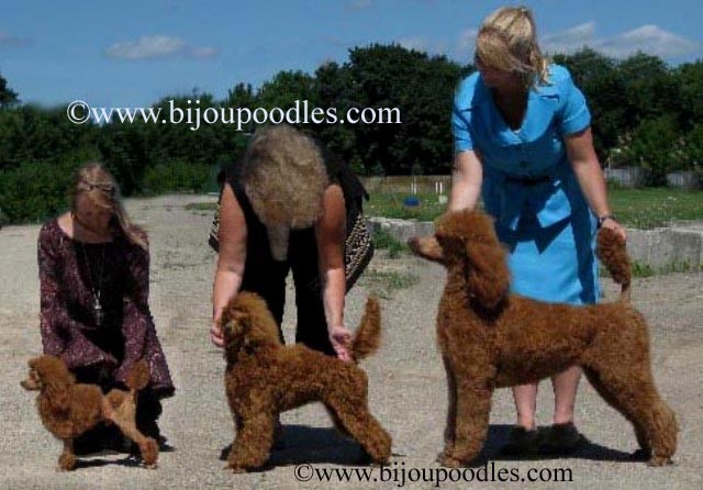 www.bijoupoodles.com