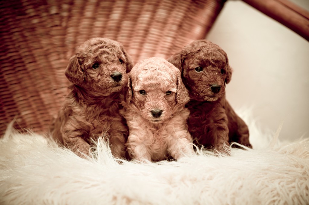 3 cachorros de caniche